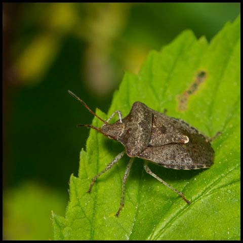 Dusky Stink Bug