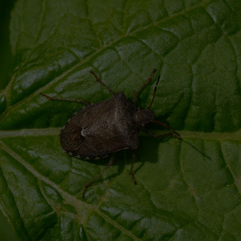 Dusky Stink Bug