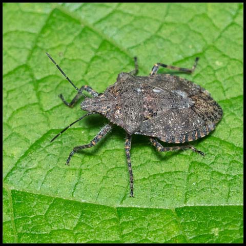 Four-humped Stink Bug