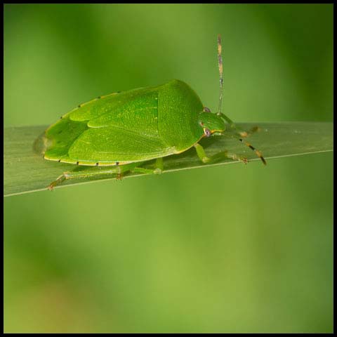 Green Burgundy Stink Bug