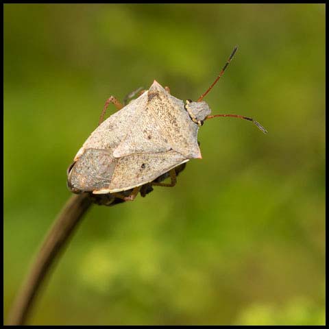One-spotted Stink Bug