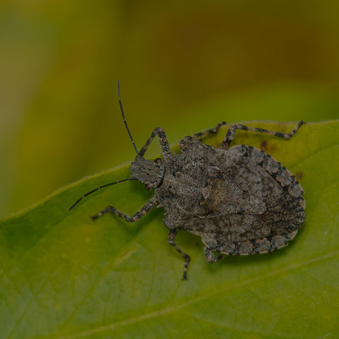 Tree-like Stink Bug