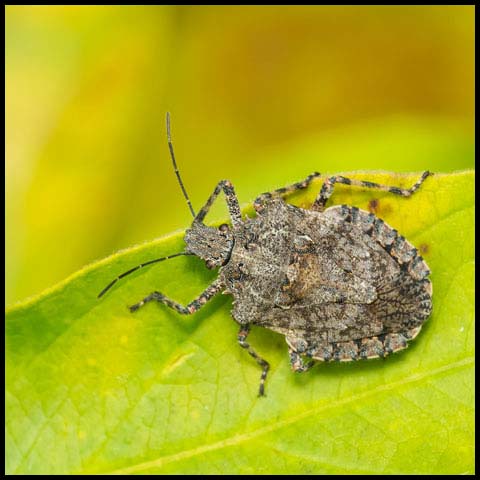 Tree-like Stink Bug