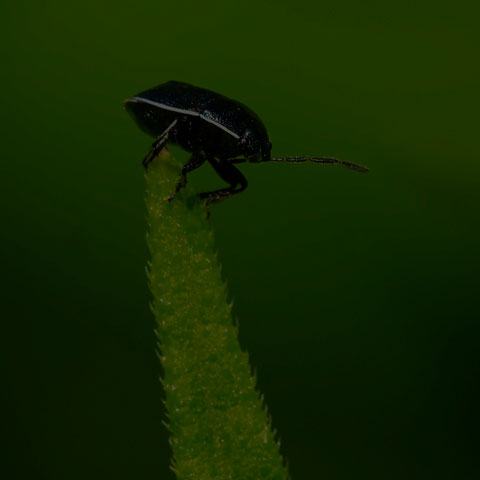 White-margined Burrower Bug