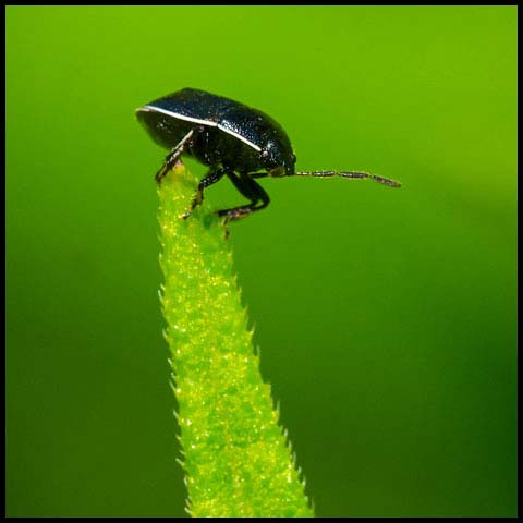 White-margined Burrower Bug