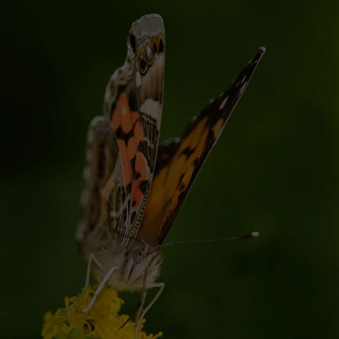 American Lady