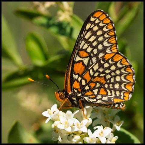 Baltimore Checkerspot