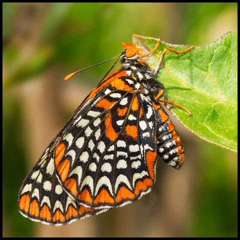 Baltimore Checkerspot