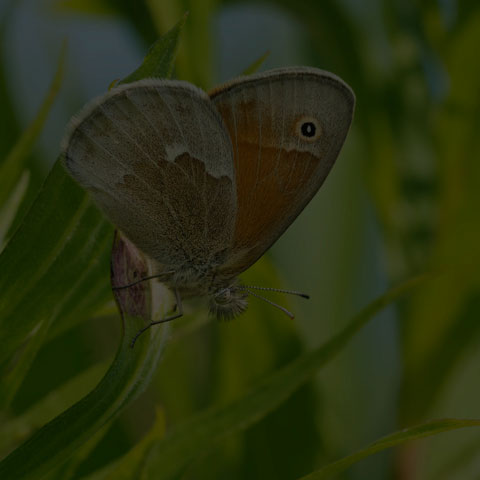 Common Ringlet
