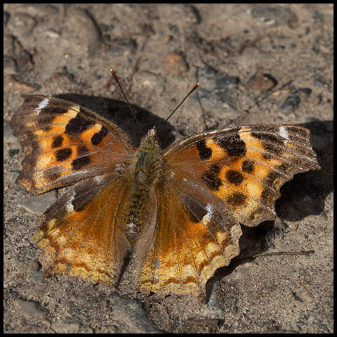 Compton Tortoiseshell