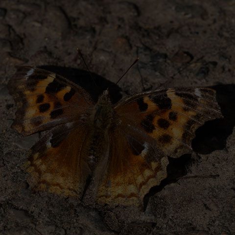 Compton Tortoiseshell