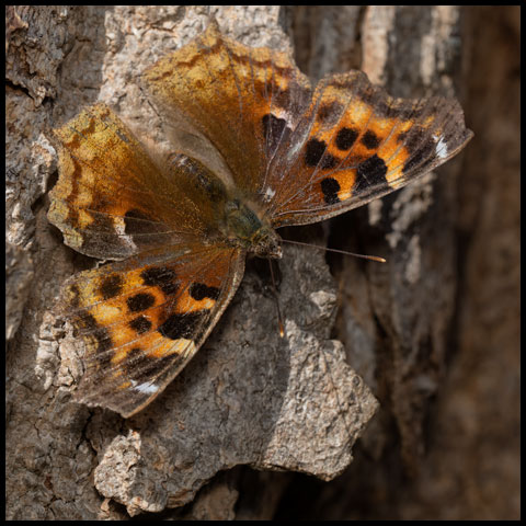 Compton Tortoiseshell