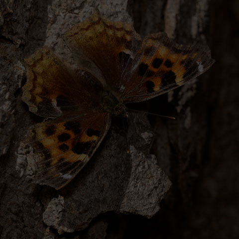 Compton Tortoiseshell