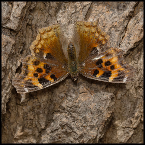 Compton Tortoiseshell