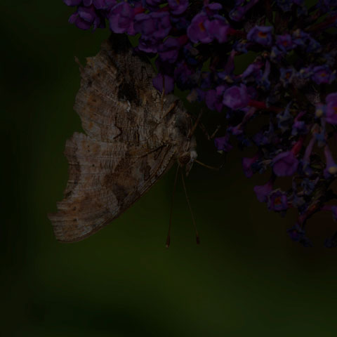 Eastern Comma