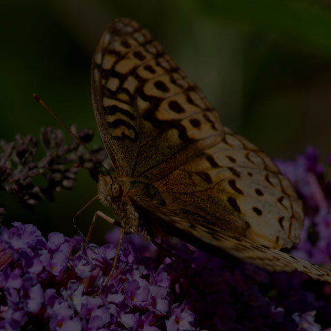Great Spangled Fritillary