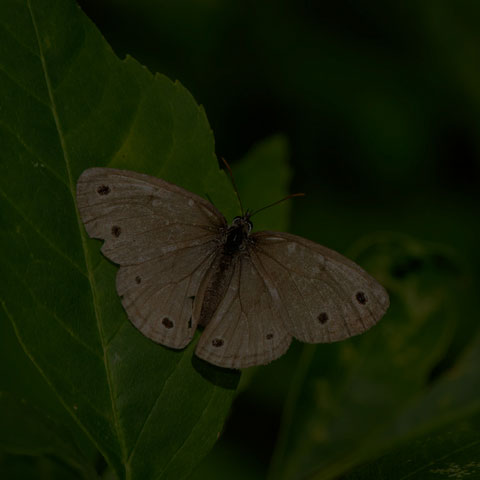 Little Wood Satyr