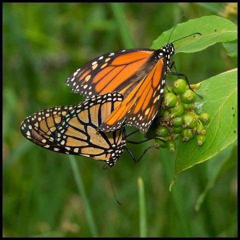 Monarch