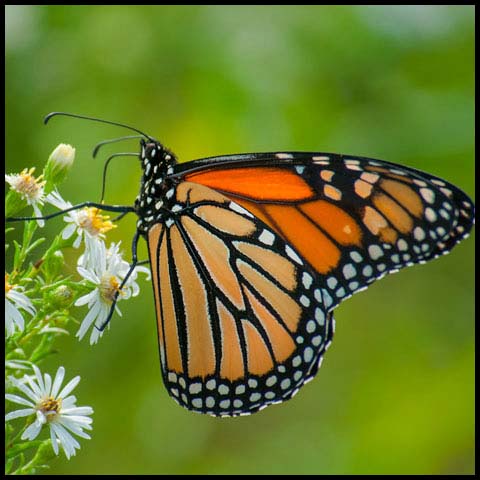 Monarch
