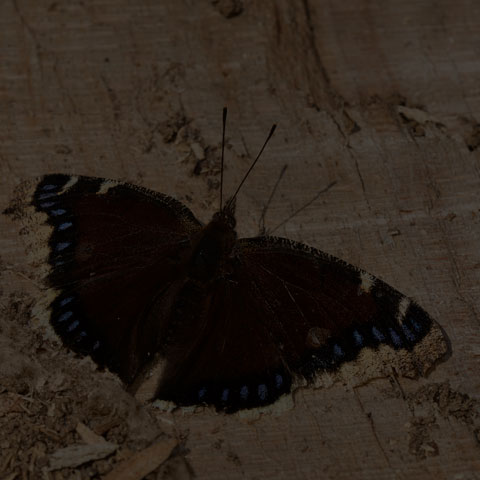 Mourning Cloak