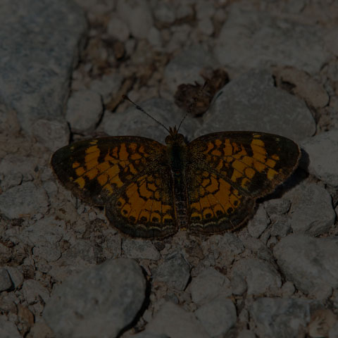 Pearl Crescent