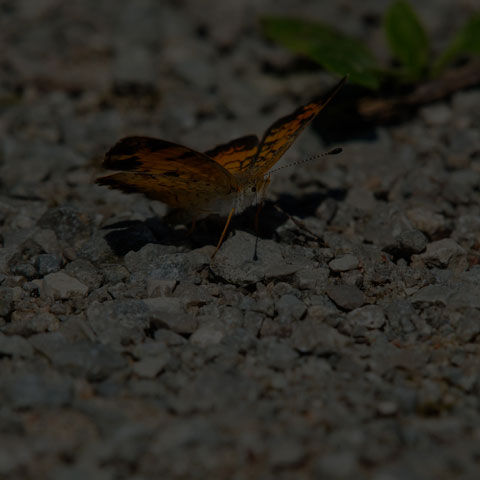 Pearl Crescent