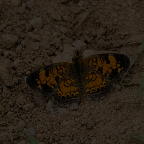 Pearl Crescent
