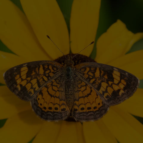 Pearl Crescent