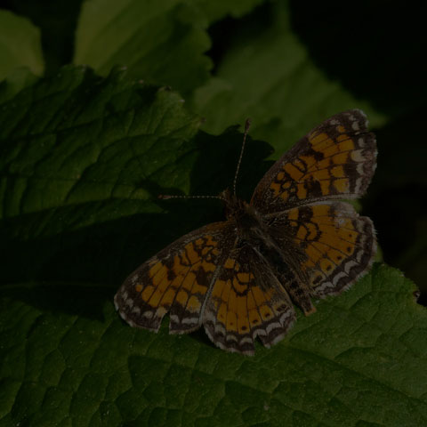 Pearl Crescent