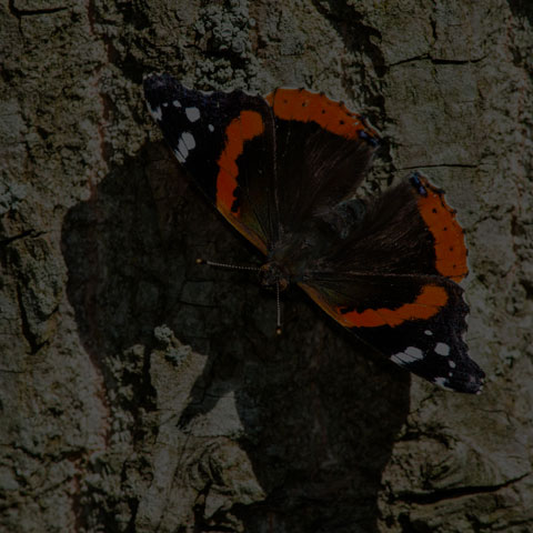 Red Admiral