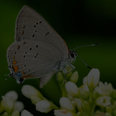 Acadian Hairstreak