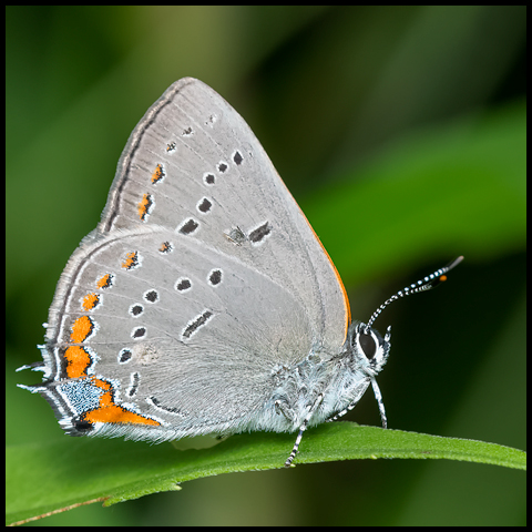 Acadian Hairstreak