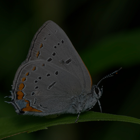 Acadian Hairstreak