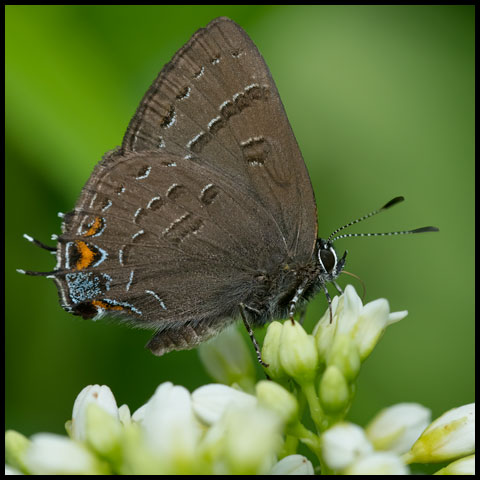 Banded Hairstreak