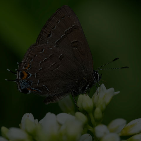 Banded Hairstreak