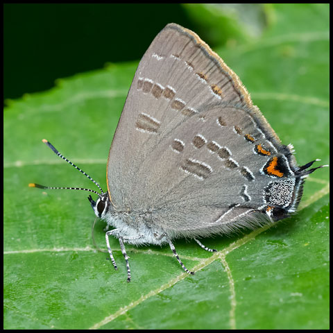 Banded Hairstreak