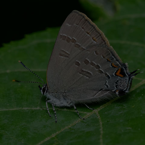 Banded Hairstreak