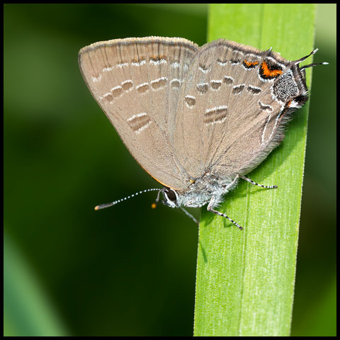 Banded Hairstreak