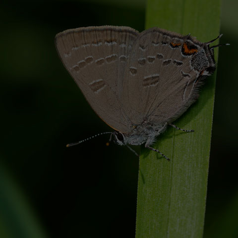 Banded Hairstreak