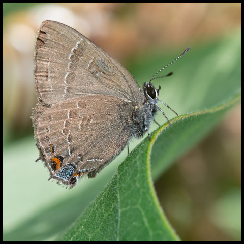 Banded Hairstreak