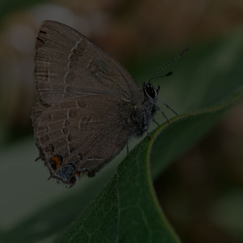 Banded Hairstreak