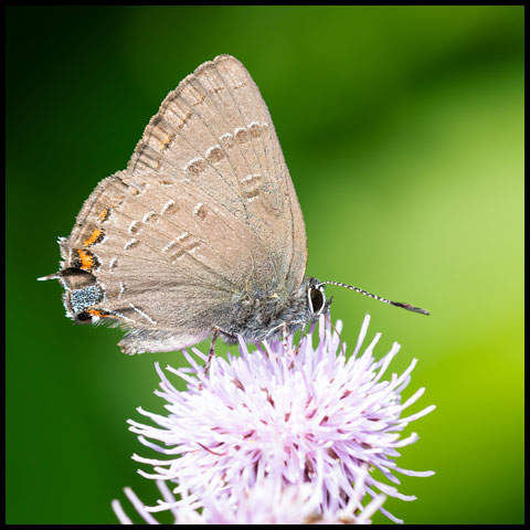 Banded Hairstreak