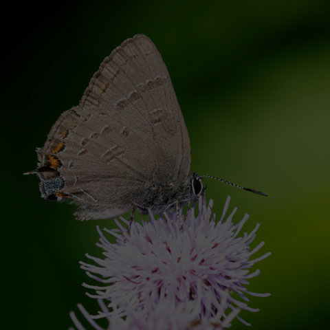 Banded Hairstreak