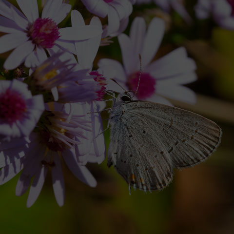 Eastern Tailed Blue