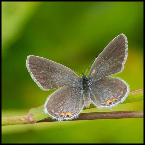 Eastern Tailed Blue