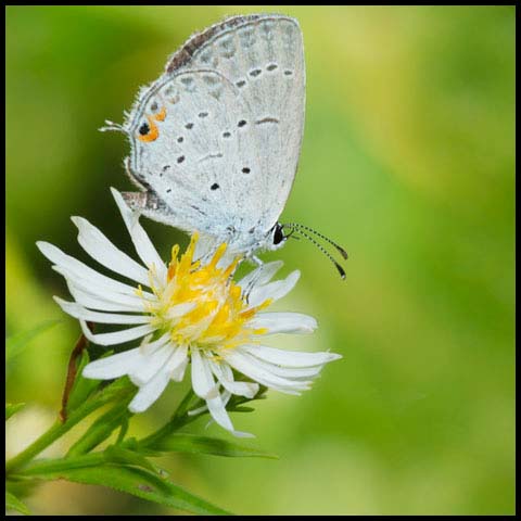 Eastern Tailed Blue