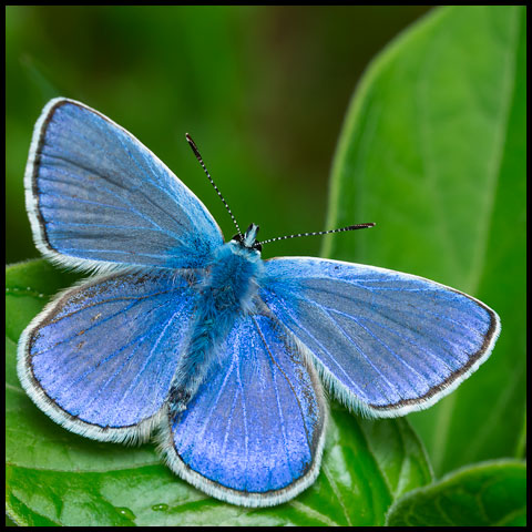 European Common Blue