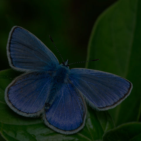 European Common Blue