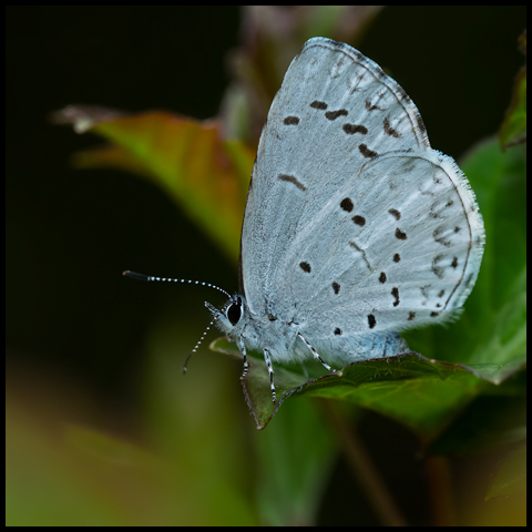 Northern Azure