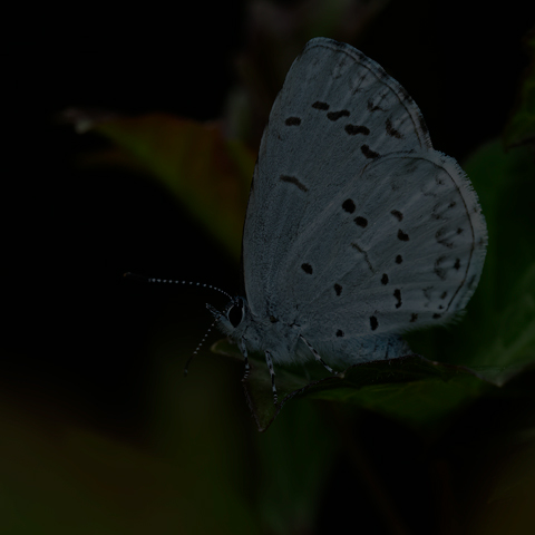 Northern Azure